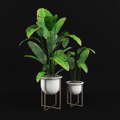现代绿植盆栽