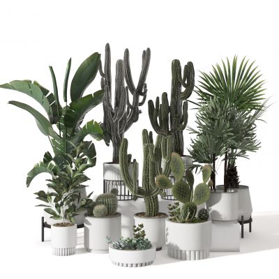 盆栽  植物  摆件