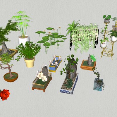 现代盆栽 花卉 植物