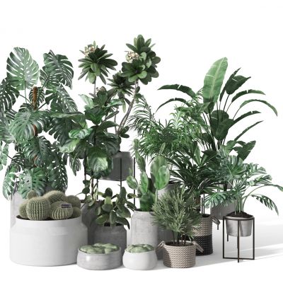  盆栽  摆件  植物