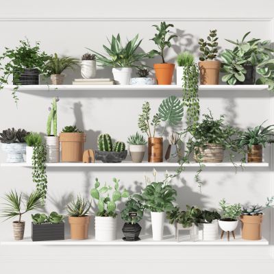 盆栽  植物  摆件 