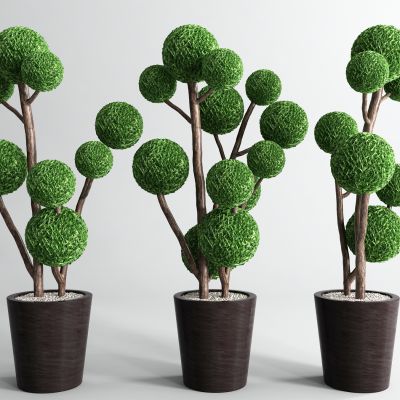 现代植物盆栽组合