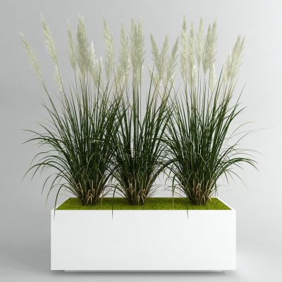 现代花坛 植物 芦苇3D模型