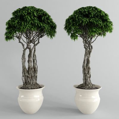 中式盆栽 盆景 植物树