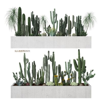 仙人掌  植物  绿植 