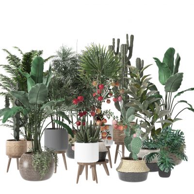 盆栽  摆件  盆景 