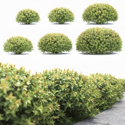 现代球形灌木 绿篱植物