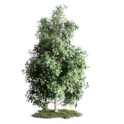 现代景观树 桂花树