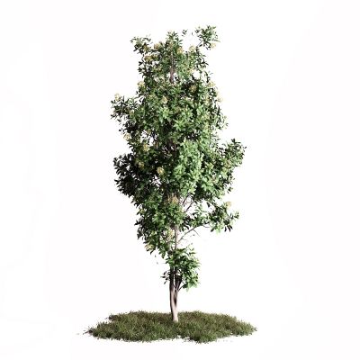 现代景观树 桂花树 小草