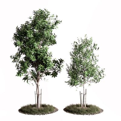 现代景观树 桂花树