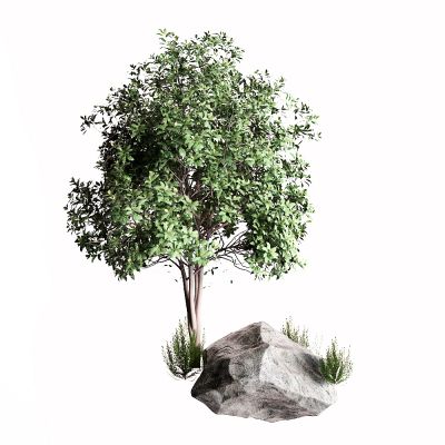 现代景观树 桂花树