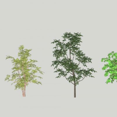 现代大树 景观树 行道树 植物