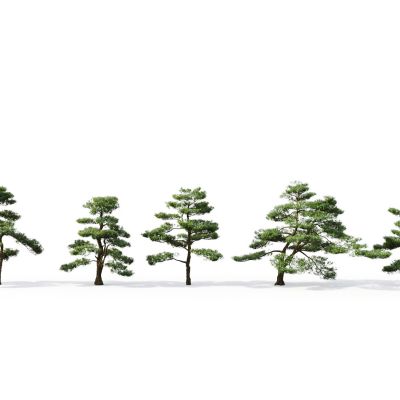 现代树木 罗汉松 中式景观松树