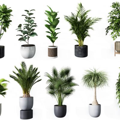 现代植物盆栽组合