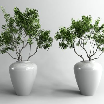 新中式盆栽植物