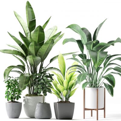 现代绿植盆栽组合