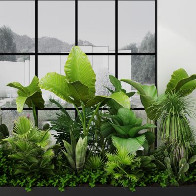 现代植物 热带植物组合
