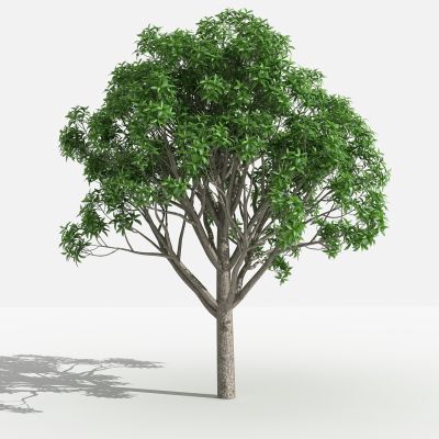 中式桂花灌木 树 植物 绿化植物 景观植物 花草 花 草