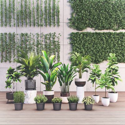 现代绿植 盆栽 藤蔓