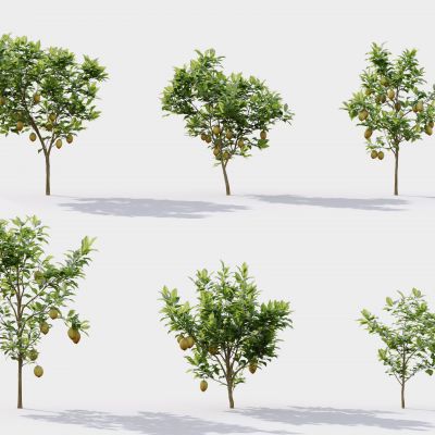 现代树 果树 草丛 花坛 绿植 景观树