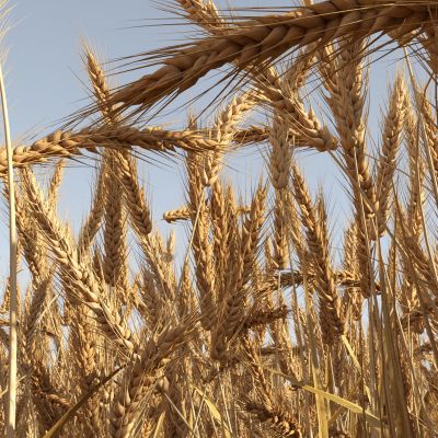 现代小麦麦田植物