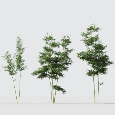 现代绿植竹子组合