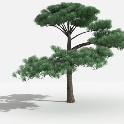 中式黑松灌木 树 植物 绿化植物 景观植物 花草 花 草