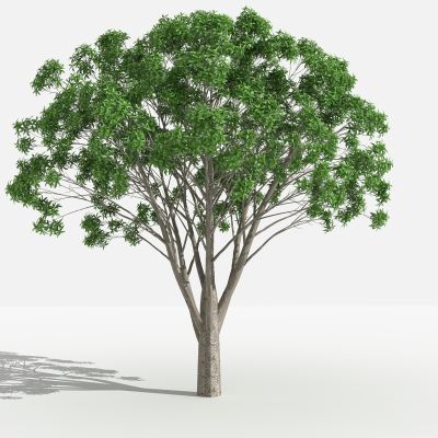 中式桂花灌木 树 植物 绿化植物 景观植物 花草 花 草