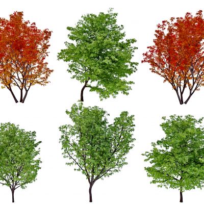 现代枫树景观树