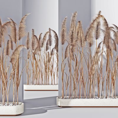 现代芦苇盆景