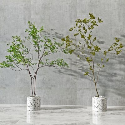 现代植物，盆栽