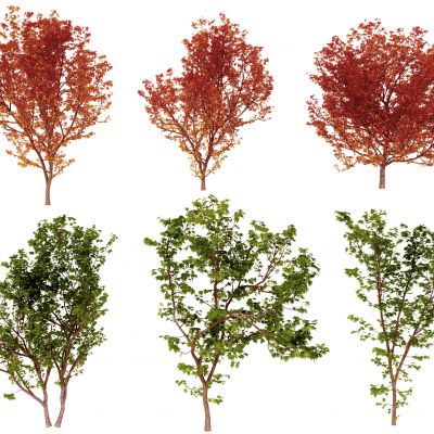 现代枫树景观树