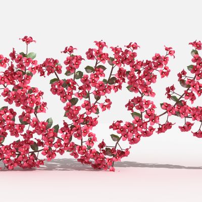 中式叶子花藤 灌木 树 植物 花 草 景观植物 园林 小区植物