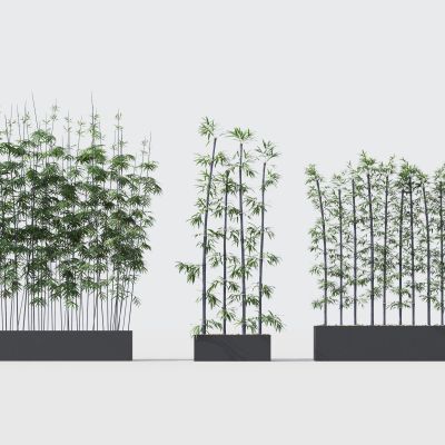 现代竹子 植物 花卉