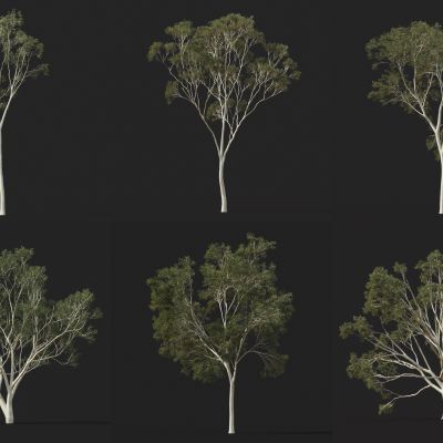 现代树 景观树 行道树 庭院树 鸟瞰树 植物