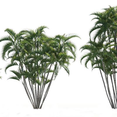 现代植物散尾葵