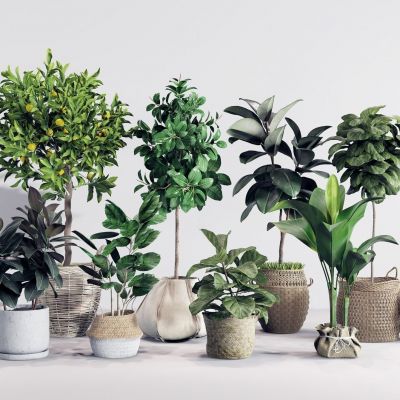 北欧绿植盆栽组合