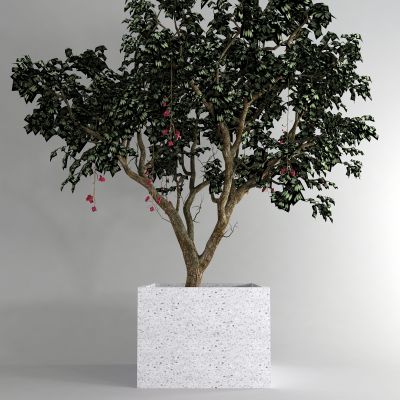现代盆栽树 造型树 花坛树3D模型