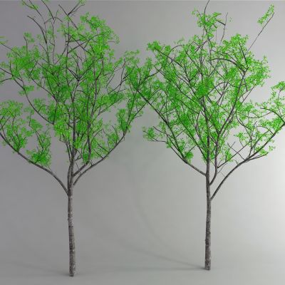 现代树 景观树3D模型