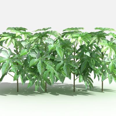 中式八角金盘 灌木 植物 绿化植物 景观植物 花草 花 草