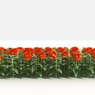 百日草 灌木 树 植物 花 草 景观植物 园林 小区植物