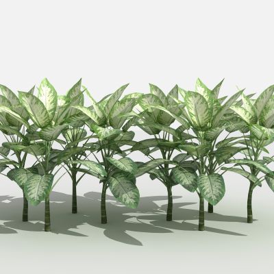 斑马万年青 灌木 树 植物 花 草 景观植物 园林 小区植物