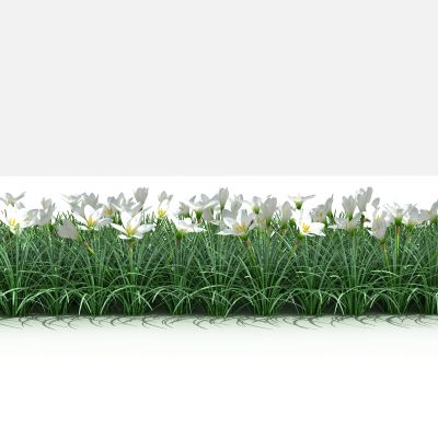 葱兰 灌木 树 植物 花 草 景观植物 园林 小区植物3D模型