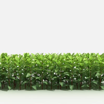 中式金脉爵床 灌木 树 植物 花 草 景观植物 园林 小区植物