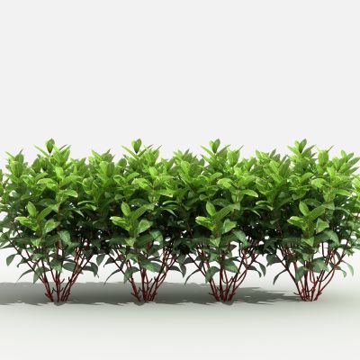 中式金脉爵床灌木 树 植物 花 草 景观植物 园林 小区植物