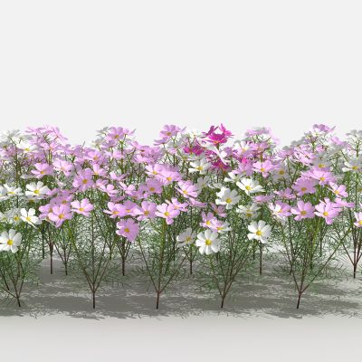 波斯菊 灌木 树 植物 花 草 景观植物 园林 小区植物