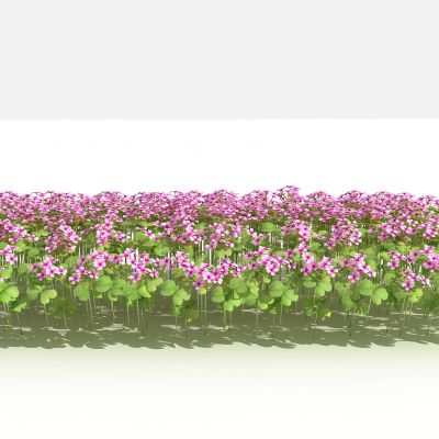 中式红花酢浆草灌木 树 植物 绿化植物 景观植物 花草 花 草