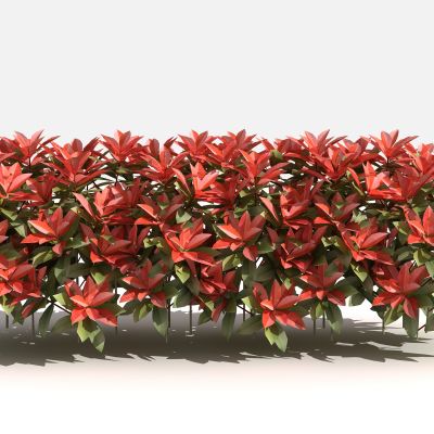 中式红叶石楠l绿篱灌木 树 植物 绿化植物 景观植物 花草 花 草