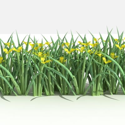 中式黄花鸢尾 灌木 树 植物 花 草