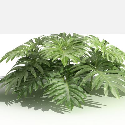 春羽 灌木 树 植物 花 草 景观植物 园林 小区植物